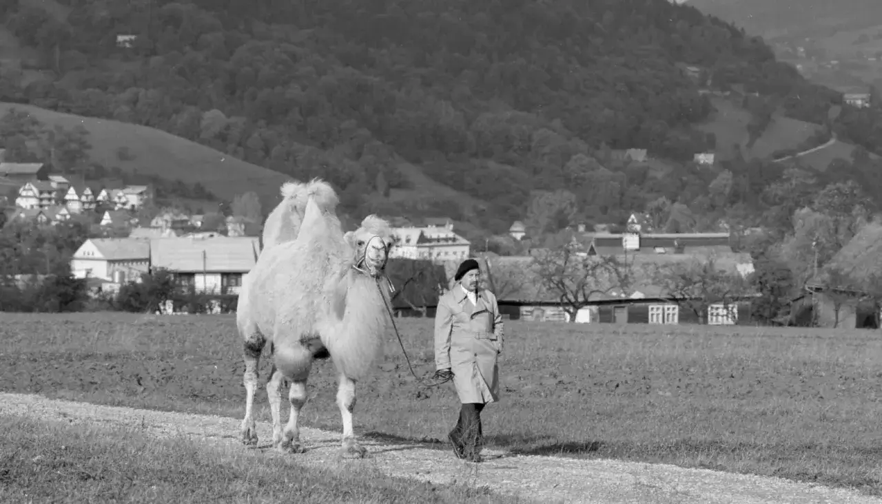 Jerzy Stuhr prowadzi wielbłąda przez wieś. Scena z planu filmowego, być może z filmu 